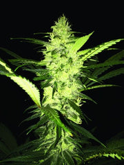 La S.A.G.E. Female Cannabis Seeds by T.H.Seeds