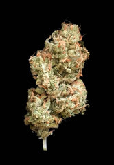 La S.A.G.E. Female Cannabis Seeds by T.H.Seeds