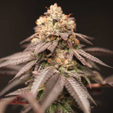 Lemon Curd Regular Cannabis Seeds by Perfect Tree Seeds