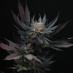 Mimozz Feminized Cannabis Seeds by Perfect Tree