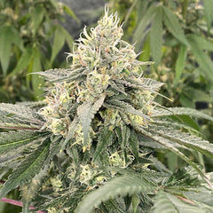 Mind Ztone Regular Cannabis Seeds by Dark Horse Genetics