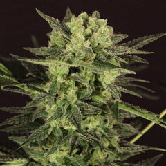 MK Ultra Kush Mind Control Set Female Cannabis Seeds by T.H.Seeds