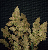 M.O.B Female Cannabis Seeds by T.H.Seeds