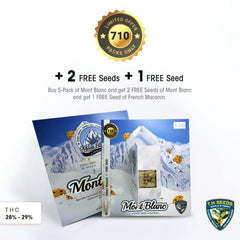 Mont Blanc Female Cannabis Seed by T.H.Seeds