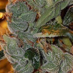 Chemdog Haze Regular Cannabis Seeds by Connoisseur Genetics