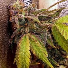 Pancakes N Ice-Cream Regular Cannabis Seeds by Holy Smoke Seeds