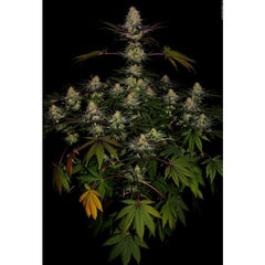 El Dorado OG Female Cannabis Seeds by Paradise Seeds