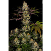 El Dorado OG Female Cannabis Seeds by Paradise Seeds