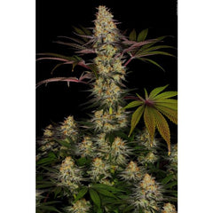 El Dorado OG Female Cannabis Seeds by Paradise Seeds