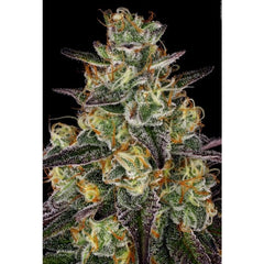 El Dorado OG Female Cannabis Seeds by Paradise Seeds