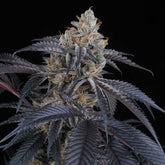 Peach Lassi Feminized Cannabis Seeds by Perfect Tree