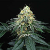 Peach Lassi Regular Cannabis Seeds by Perfect Tree Seeds