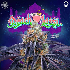 Peach Lassi Feminized Cannabis Seeds by Perfect Tree