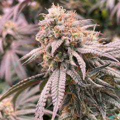 Peach Mac Regular Weed Seeds by Spitfire Genetics