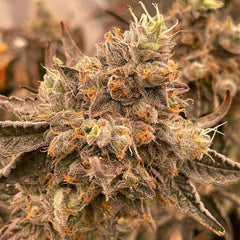 Peach Runtz Regular Weed Seeds By Spitfire Genetics
