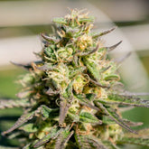 Pellezino Regular Cannabis Seeds by Plantinum Seeds - Terp Hogz