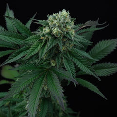 Pink Gasoline Feminized Cannabis Seeds by Perfect Tree