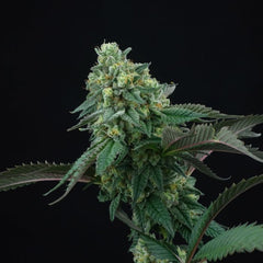 Pink Gasoline Feminized Cannabis Seeds by Perfect Tree
