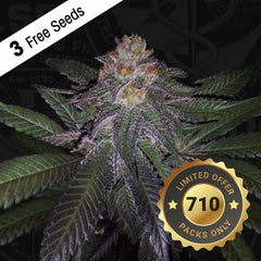 Purple Banana Cream Female Cannabis Seeds by T.H.Seeds