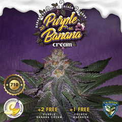 Purple Banana Cream Female Cannabis Seeds by T.H.Seeds