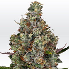 Rainbow Road Female Cannabis Seeds by Paradise Seeds