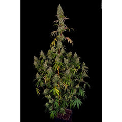 Rainbow Road Female Cannabis Seeds by Paradise Seeds