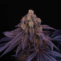 Red Red Wine Female Weed Seeds by Perfect Tree