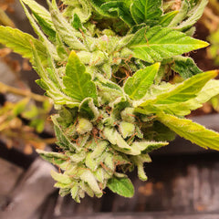 Reggae Radio Regular Cannabis Seeds by Holy Smoke Seeds