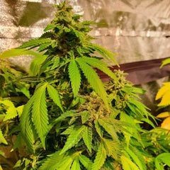 Reggae Radio Regular Cannabis Seeds by Holy Smoke Seeds