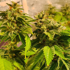 Reggae Radio Regular Cannabis Seeds by Holy Smoke Seeds