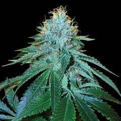 The OG #18 Female Cannabis Seeds by Reserva Privada