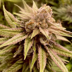 Runtz Ghost Train Female Weed Seeds by Rare Dankness