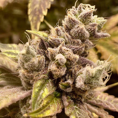 Runtz Ghost Train Female Weed Seeds by Rare Dankness
