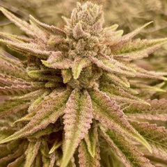 Runtz Ghost Train Female Weed Seeds by Rare Dankness