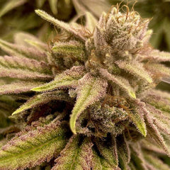 Runtz Ghost Train Female Weed Seeds by Rare Dankness