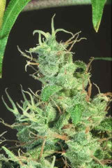 S.A.G.E Female Cannabis Seeds by T.H.Seeds