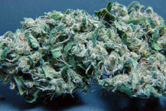 S.A.G.E Female Cannabis Seeds by T.H.Seeds