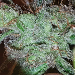 Buddas Dog Regular Cannabis Seeds by Connoisseur Genetics