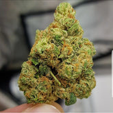 El Chapo Female Cannabis Seeds by The Plug Seedbank