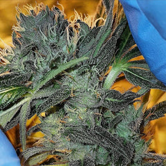 Nevils Dog Regular Cannabis Seeds by Connoisseur Genetics