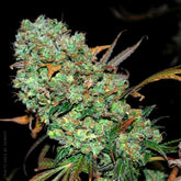 Sour Leda Regular Cannabis Seeds by Karma Genetics