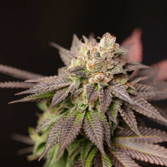 Spritz Regular Cannabis Seeds by Perfect Tree Seeds