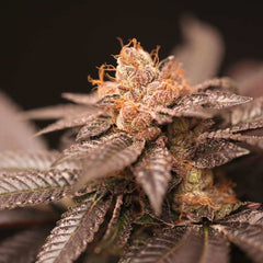 Spritz Regular Cannabis Seeds by Perfect Tree Seeds