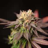 Spritz Regular Cannabis Seeds by Perfect Tree Seeds