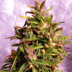 Strawberry Cane Female Cannabis Seeds by Holy Smoke Seeds