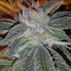 Strawberry Chemdog Haze Regular Cannabis Seeds by Connoisseur Genetics