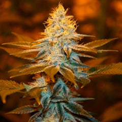Strawberry Glue Female Cannabis Seeds by T.H.Seeds