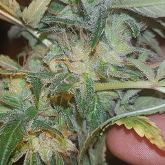 ChemDog Haze Freak Regular Cannabis Seeds by Connoisseur Genetics