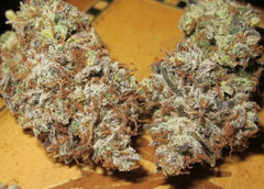 Sugar Tits Regular Cannabis Seeds by Ultra Genetics