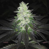 Super Zolider Serum Regular Cannabis Seeds by Dark Horse Genetics